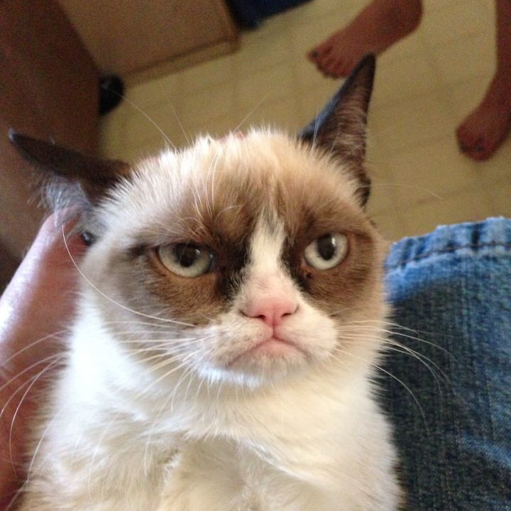 Grumpy cat